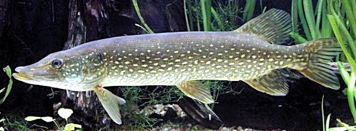 Esox lucius_02.jpg